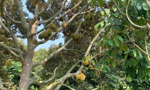 Bán gấp vài sào sầu riêng giá chỉ 270tr/sào (1000m2)