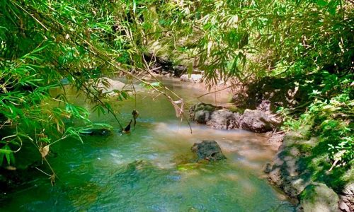 Chính chủ cần ra gấp vườn cam tại LỘC NINH.