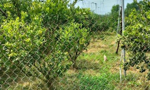 Thanh lý nhanh vườn cam 5000m2 giá chỉ từ  370tr