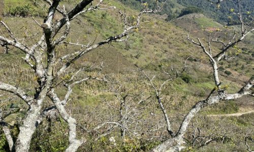 Bán đất nền Mộc Châu ,trung tâm thị trấn nông trường 1400m2