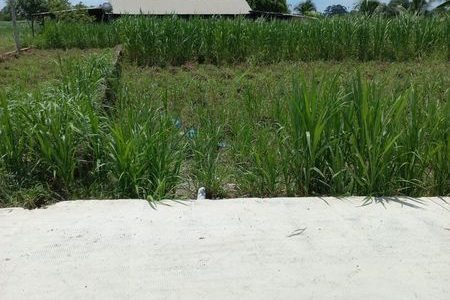 BÁN ĐẤT GIÁ RẺ Ở KHU VỰC TP ĐỨC HÒA TỈNH LONG AN