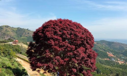 Tiềm Năng Đầu Tư Khó Bỏ Qua Tại Lộc Thành