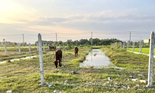 Cắt lỗ bán gấp lô đất vườn 830m2 đường Nguyễn Thị Rành,xã Nhuận Đức-Củ Chi,giá 1 tỷ 460tr.