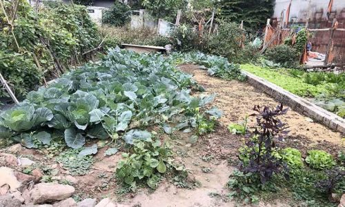 Bán đất Trâu Quỳ -51m2 Ngõ Ngô Xuân Quảng ,Mtien 4,5m vuông đét. 0982852808