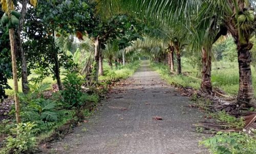 Đất nhà vườn Thổ cư chính chủ