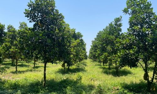 Kẹt tiền tiền bán gấp mảnh vườn mít ở tân châu , Shr , dang cho thu trái , 550 tr