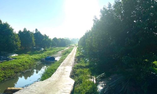 12000m2 đất vườn sầu riêng musang king ở Vị Thanh , Hậu Giang giá 12,5 tỷ
