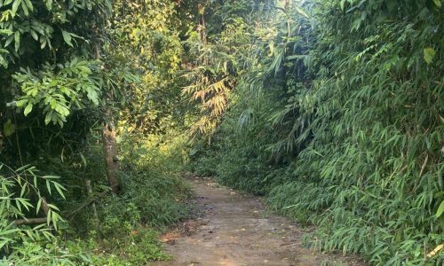 Chính chủ bán gấp 1.3ha giá rẻ chỉ 400tr Bám Suối, Cao Phong, Hòa Bình