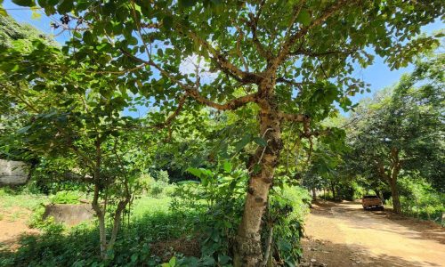 Cực hiếm giá SIÊU ưu đãi sở hữu ngay SIÊU PHẨM 3556m của để dành view bám hồ cực đẹp