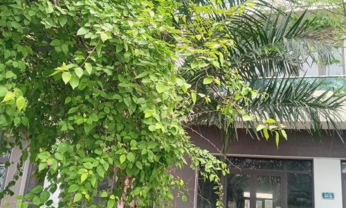 Mặt đường đại lộ 6 làn xe. Đối diện khu liên hợp thể thao VSIP. Shophouse giá chỉ nhỉnh 12.