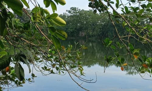 CẦN CHUYỂN NHƯỢNG TRANG TRẠI 26000M2 TẠI PHÚ XUYÊN – HN