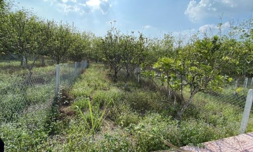 Bán lô đất full thổ, 157m2, gần thị trấn Gò Dầu, Giá 250tr.