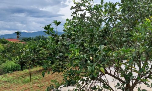 Chủ cần Bán đất siêu đẹp thu vốn 7450m2 tại Bắc phong, Cao phong, Hoà Bình 1729m2 đất ở lâu dài