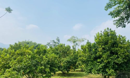 Cần Bán đất chỉ hơn 200k/m có ngay đất Diện tích 4000m2 Trong đó có 200m2 ONT , còn lại là đất Vườn) Tại Tân Lạc