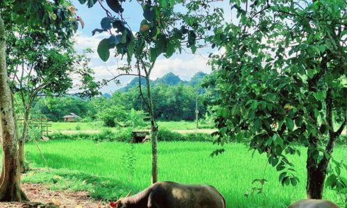 BÁN ĐẤT đẹp xóm Đung, Phú Vinh diện tích 2793m2, có 200m2 đất ở Chưa đến 300k/m đất , khí hậu mát mẻ