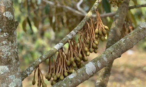 Lợi nhuân 30 -40% chỉ sau 1 năm