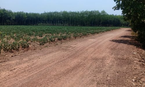 Đất sào Tân Hòa huyện Đồng Phú, shr giá 370tr.