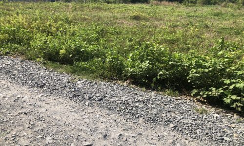 Đất Gò Dầu Giá Rẻ Cạnh KCN Hiệp Thạnh Rớt Nhựa Cầy Niêu 40m