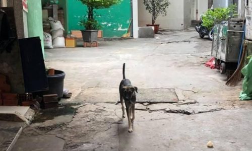 Bán nhà HXH Lê Hồng Phong Quận 10 35m2 chỉ 4 tỷ 600 triệu.