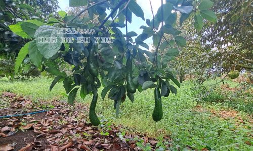 Cần bán 1,6 hecta đất vườn sầu riêng Thái, Ri6 || Suối Nho, Định Quán.