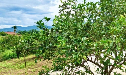 Bán đất nghỉ dưỡng Bắc Phong, Cao Phong với diện tích 7450m thế đất cao thoáng gần trung tâm thị trấn, công viên di sản