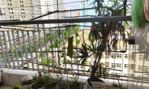 Căn hộ tầng trung, tòa nhà hanhud khu đô thị nam cường