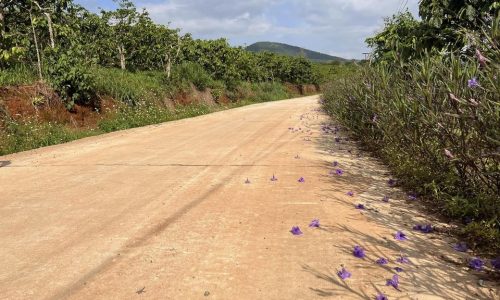 Hoa Hậu Đông Thanh – Mặt tiền đẹp không cần phẫu thuật