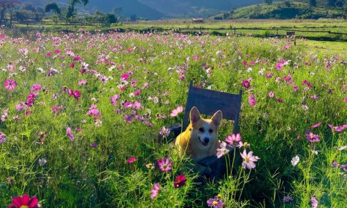 ĐẤT Ở ĐÔ THỊ – GIÁ RẺ – CẦN BÁN NHANH – SHR