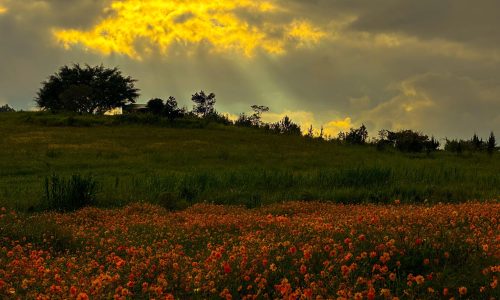 ĐẤT GẦN ĐÀ LẠT – GIÁ RẺ – CHỈ 890TR