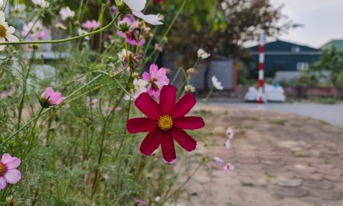 Chưa từng có – Đất làng Vàng, quận Gia Lâm, Hà Nội giá 35tr, liên hệ: 0348769903