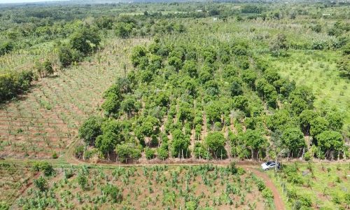 Bán đất Phường hơn 500m2 ( Chỉ còn 2 lô )