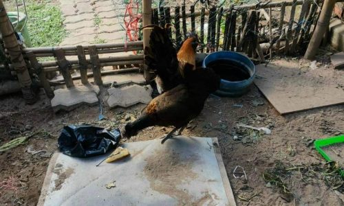 Nhà cấp 4 mặt tiền đường DT932 gần KDL Giếng Tiên Châu Thành Sóc Trăng 1 tỷ 500 triệu